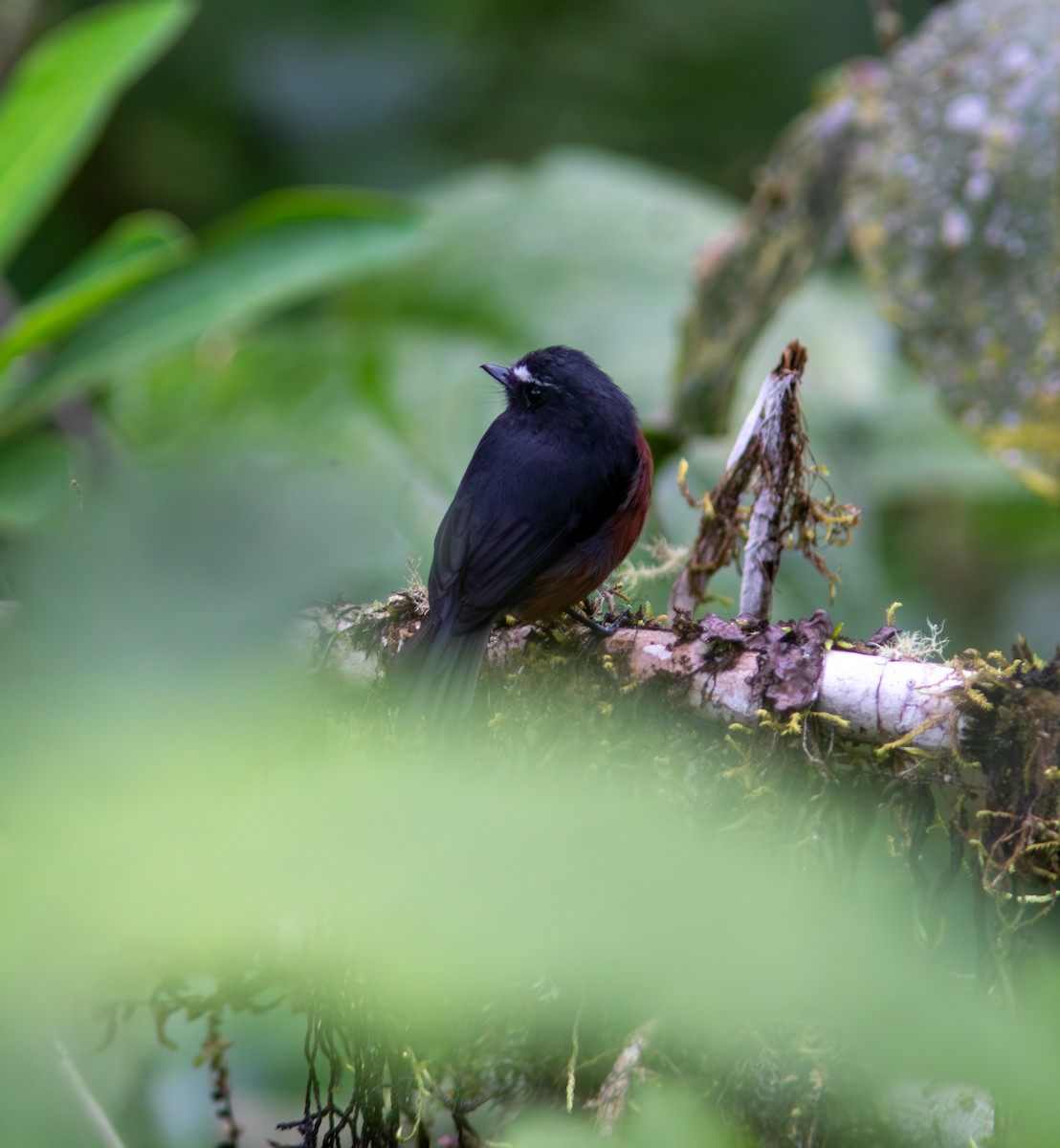 Chestnut-bellied Chat-Tyrant - ML640450428