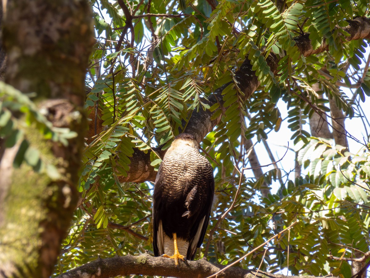 Crested Caracara (Southern) - ML640450442