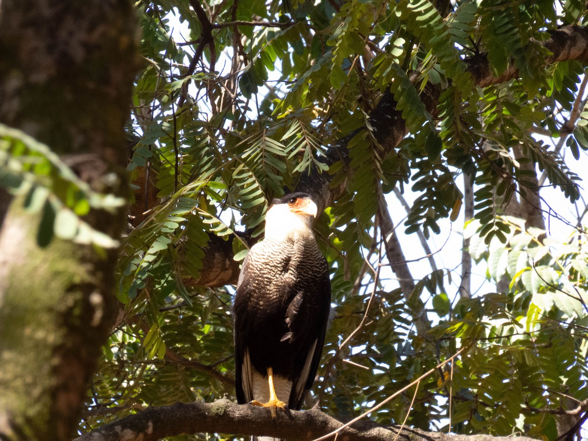Crested Caracara (Southern) - ML640450443