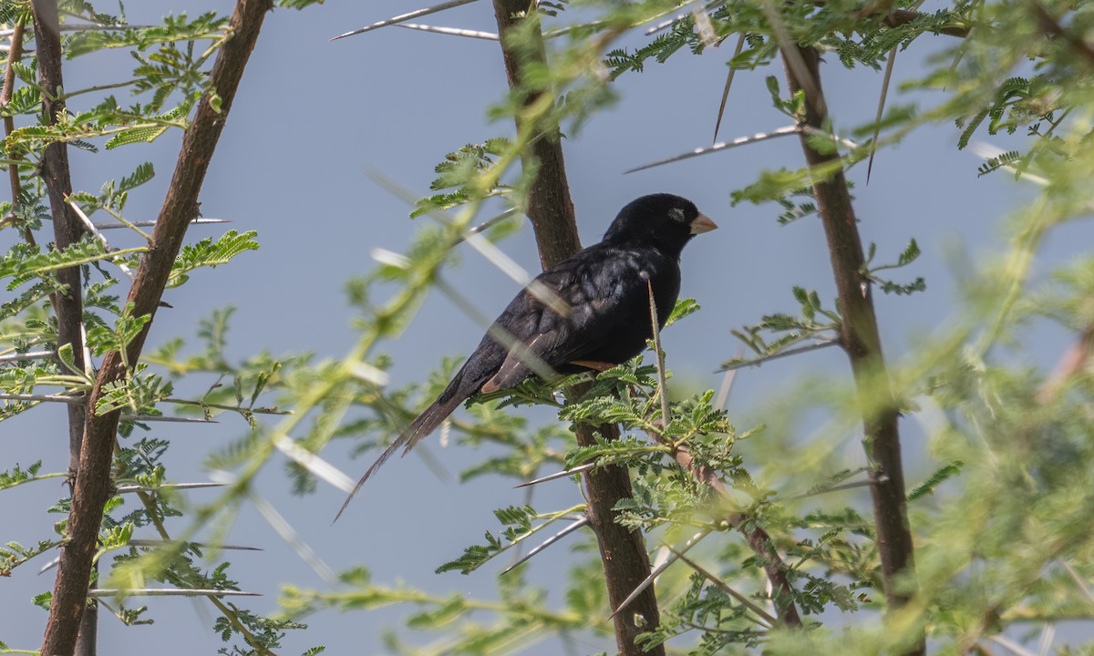 Steel-blue Whydah - ML640450470
