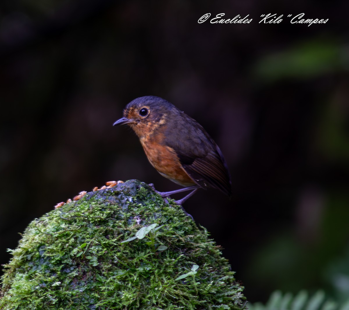 Slate-crowned Antpitta - ML640450503