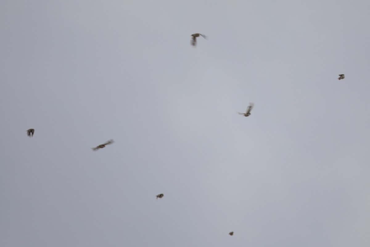 Pere David's Snowfinch - ML640450505