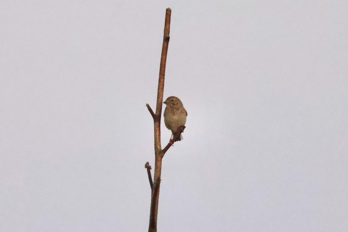 Vesper Sparrow - ML640450578