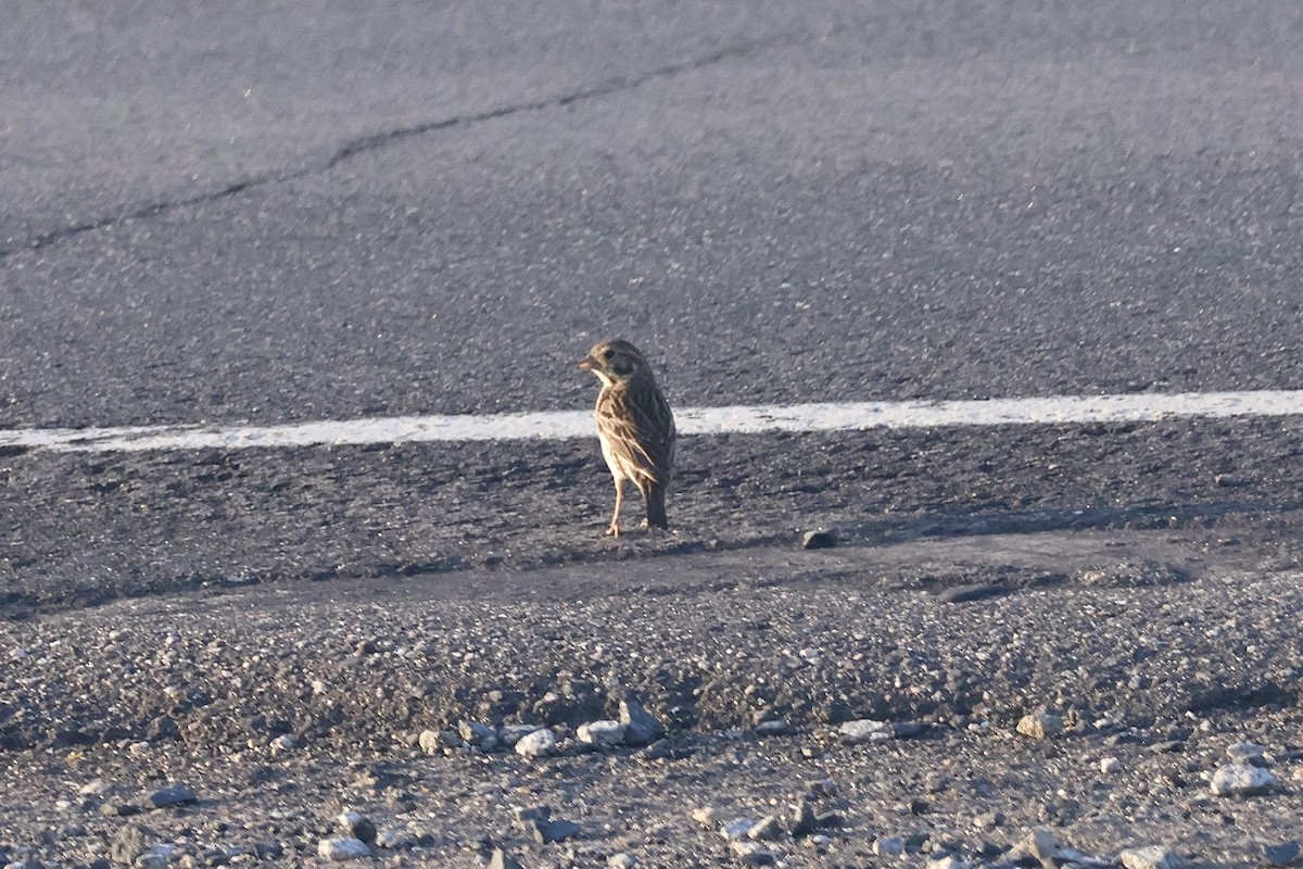 Vesper Sparrow - ML640450579
