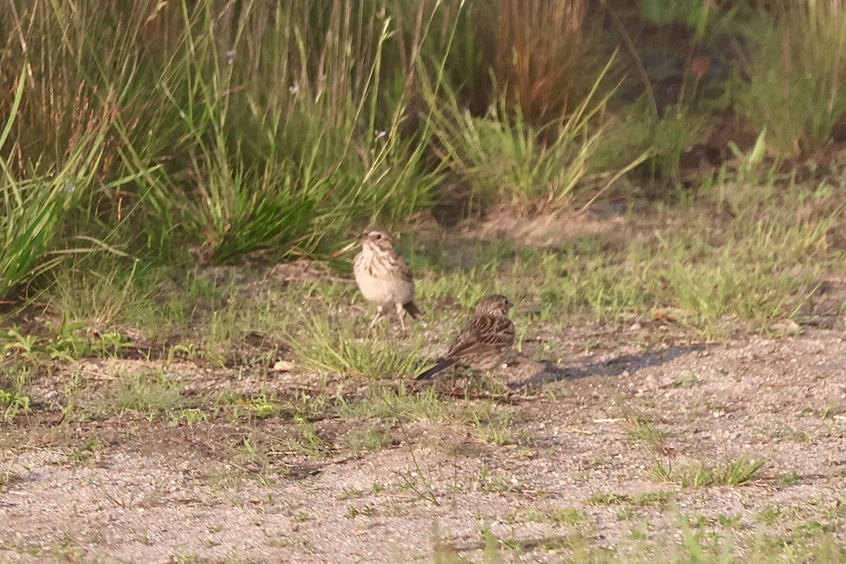 Vesper Sparrow - ML640450580