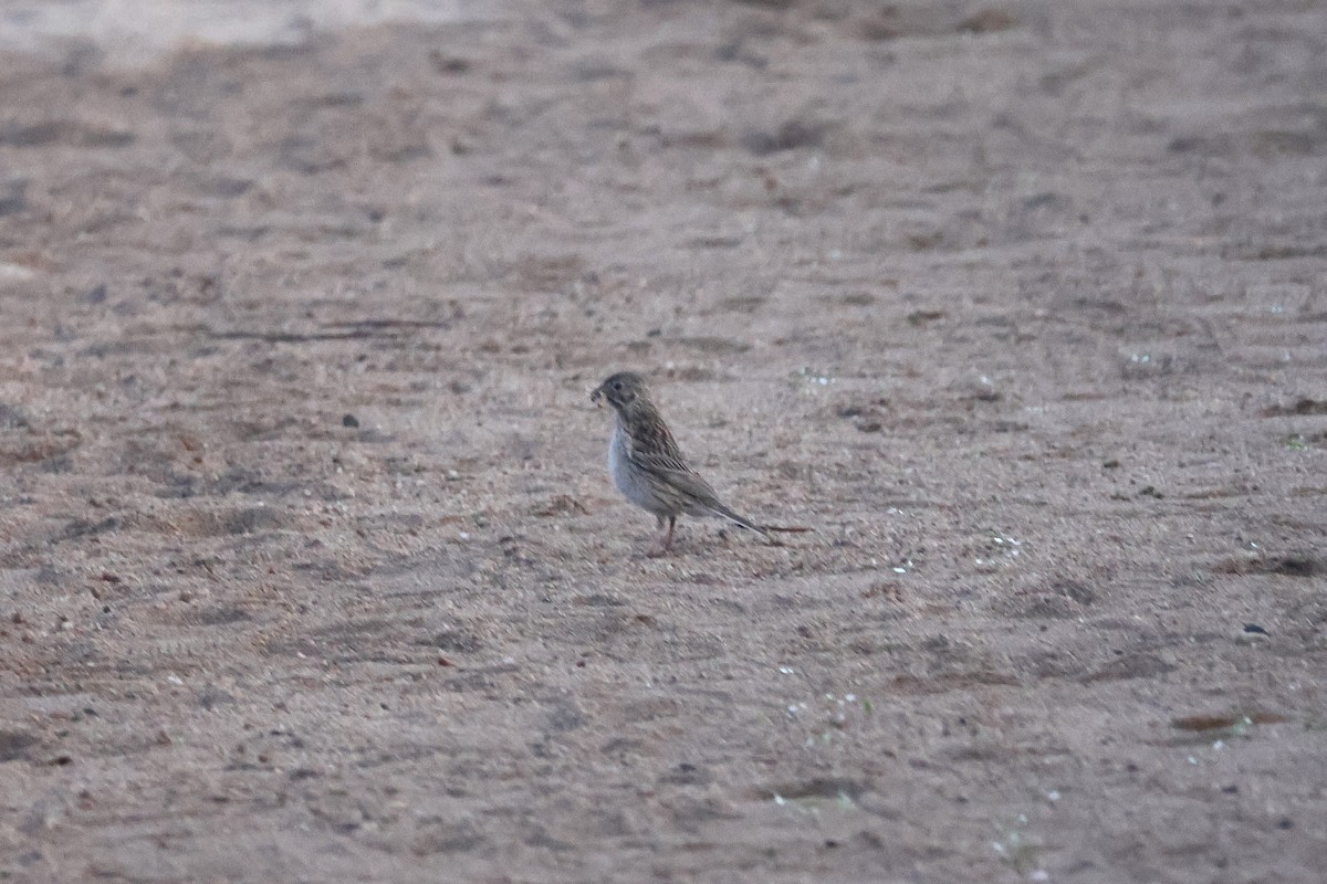 Vesper Sparrow - ML640450581