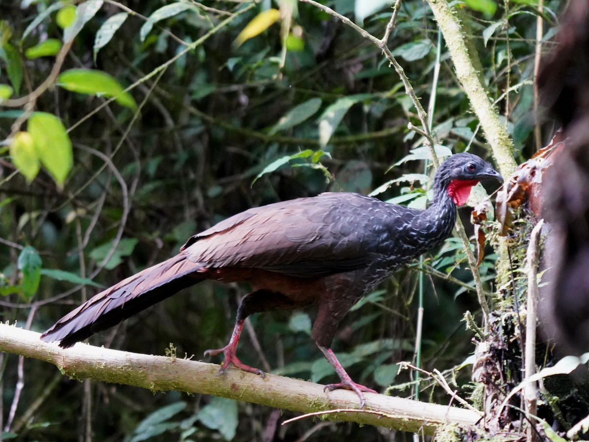 Cauca Guan - ML640450729
