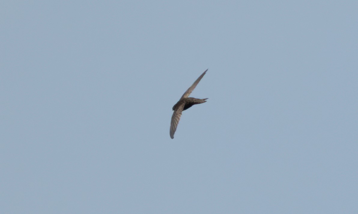 African Swift - ML640450778