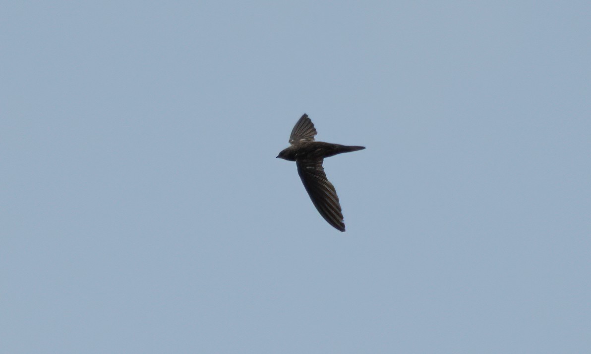 African Swift - ML640450779