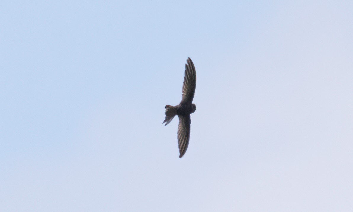 African Swift - ML640450780