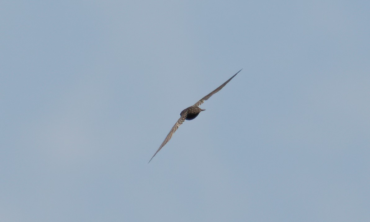 African Swift - ML640450781