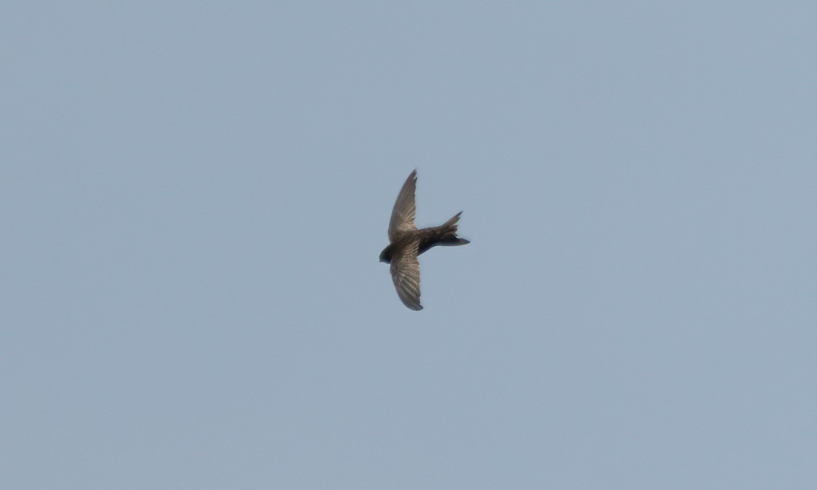 African Swift - ML640450782