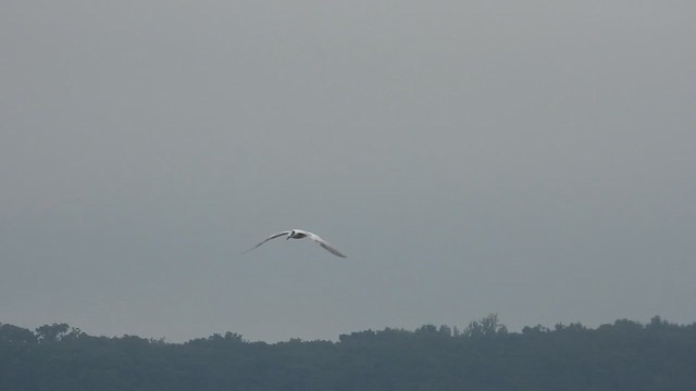 Sandwich Tern - ML640450832