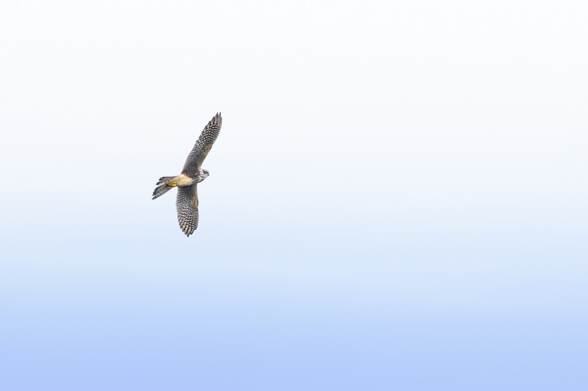 Aplomado Falcon - ML640450837