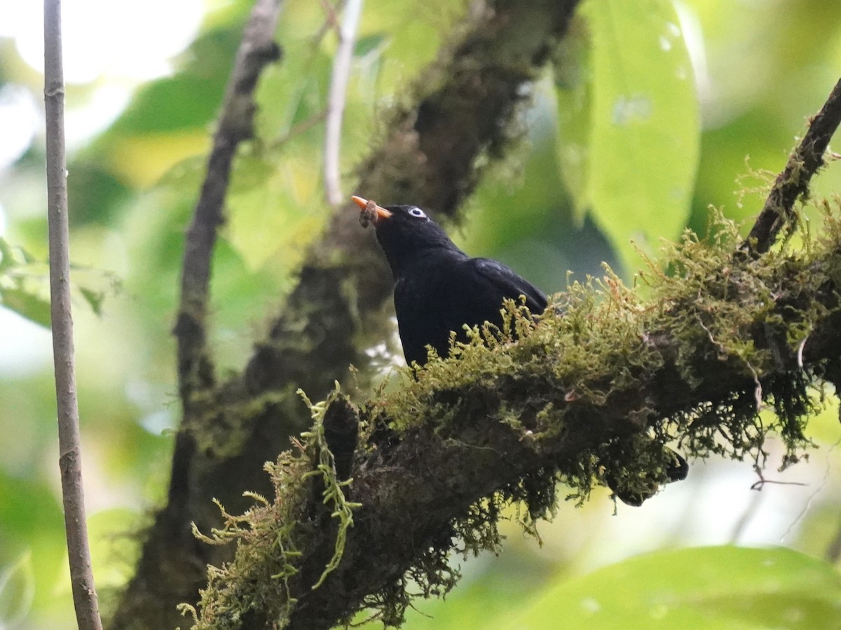 Pale-eyed Thrush - ML640450841