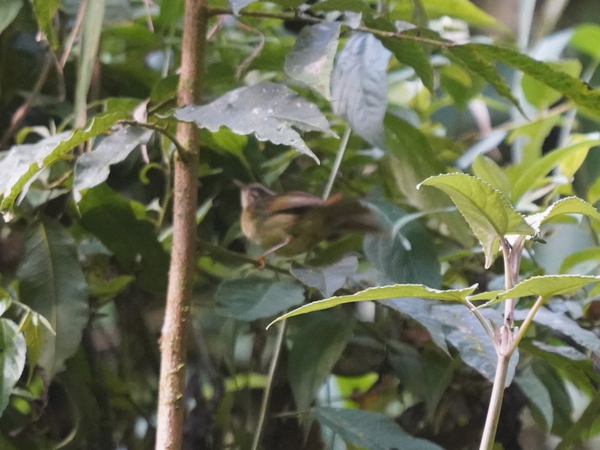 Three-striped Warbler - ML640450867