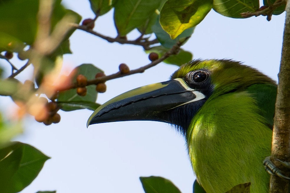 Northern Emerald-Toucanet - ML640450969