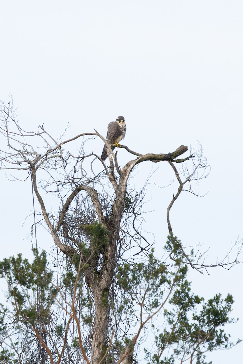 Aplomado Falcon - ML640450970