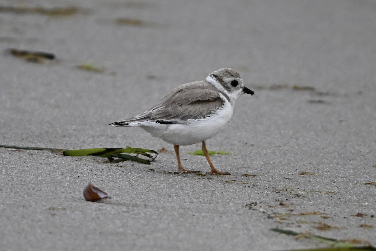 Piping Plover - ML640450978