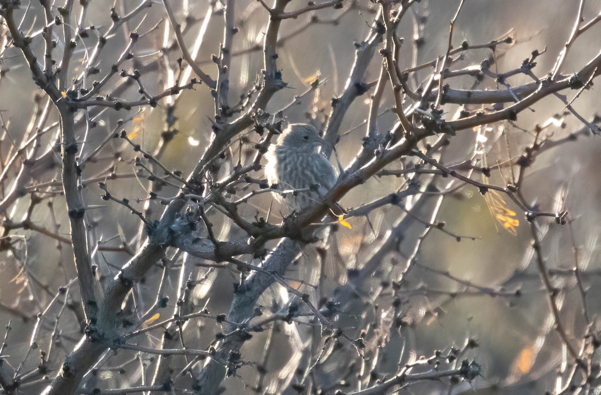 House Finch - ML640450991