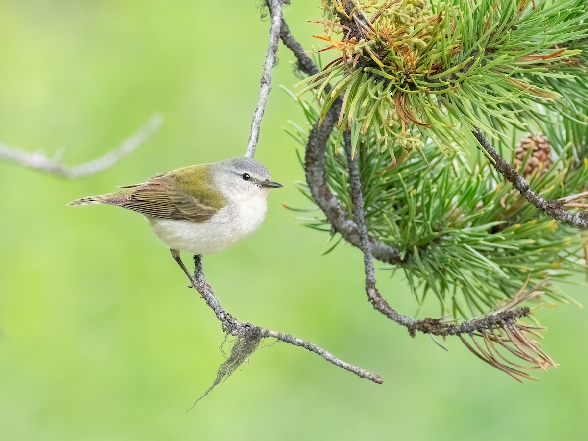 Tennessee Warbler - ML640451011