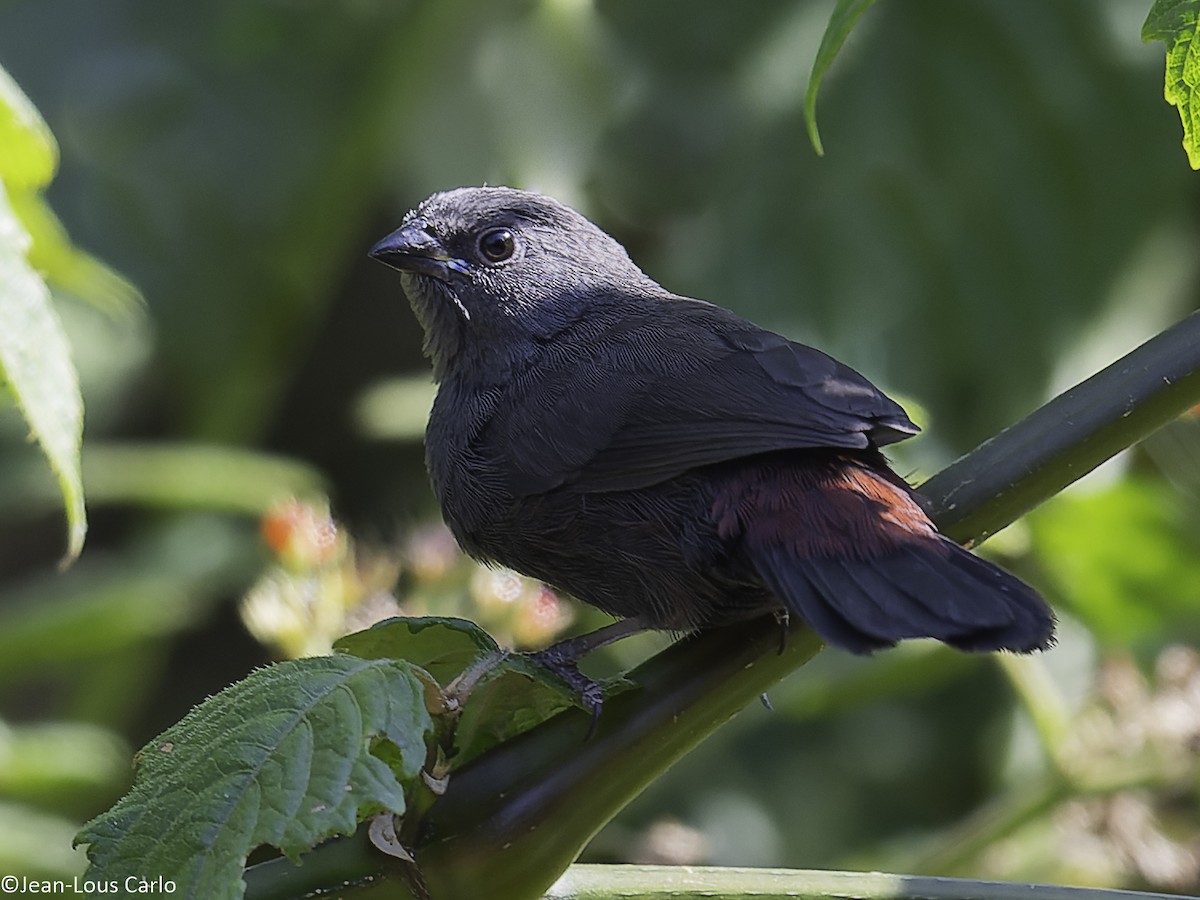 African Firefinch - ML640451020