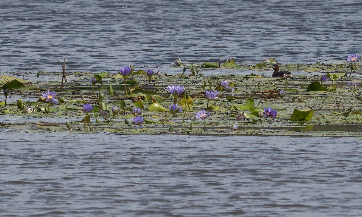 Lesser Jacana - ML640451048