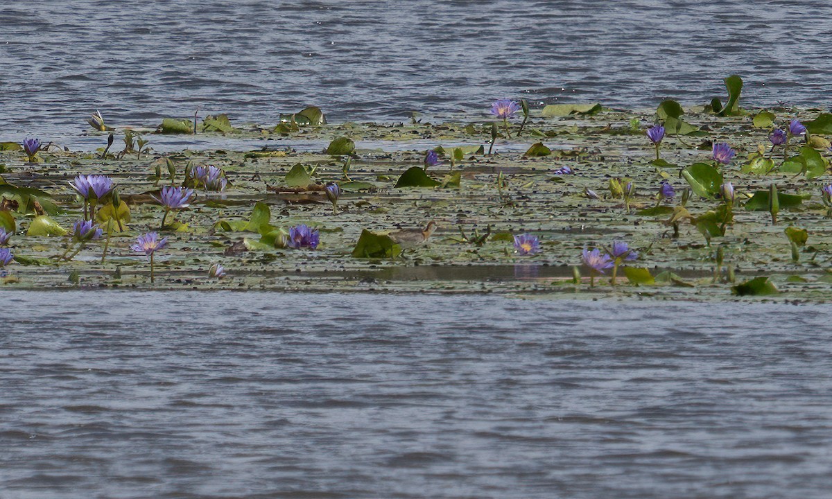 Lesser Jacana - ML640451049