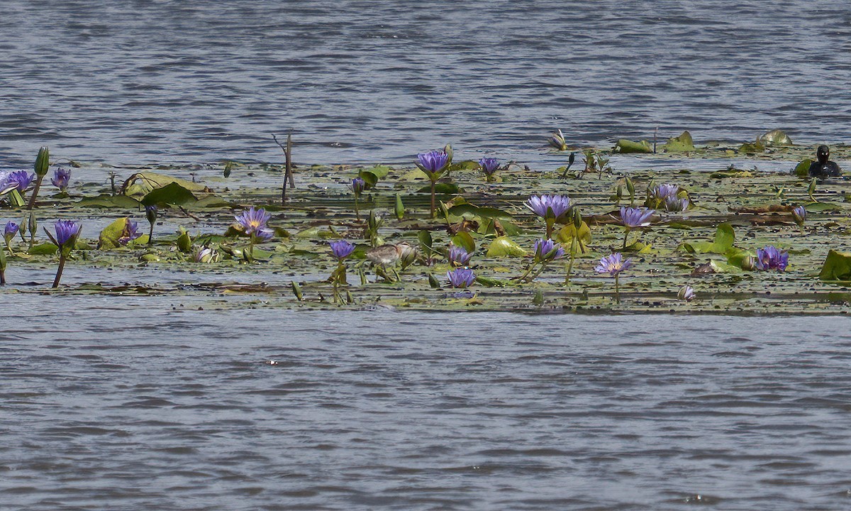 Lesser Jacana - ML640451050