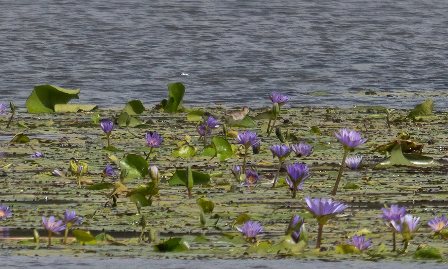 Lesser Jacana - ML640451083