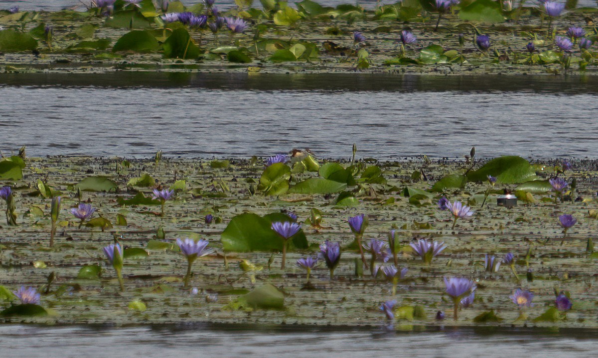 Lesser Jacana - ML640451084