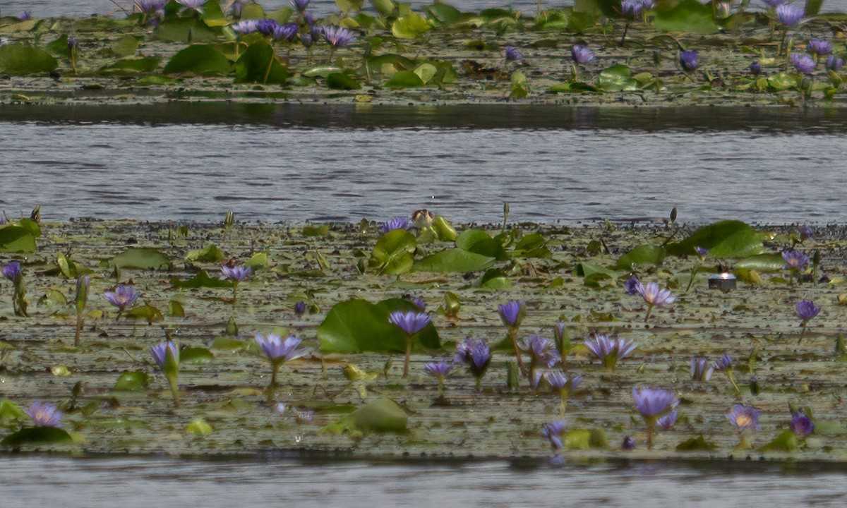 Lesser Jacana - ML640451085
