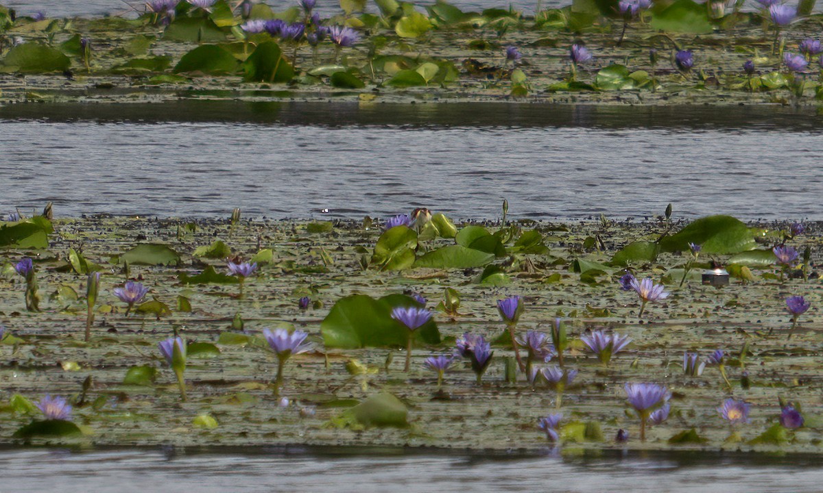 Lesser Jacana - ML640451086