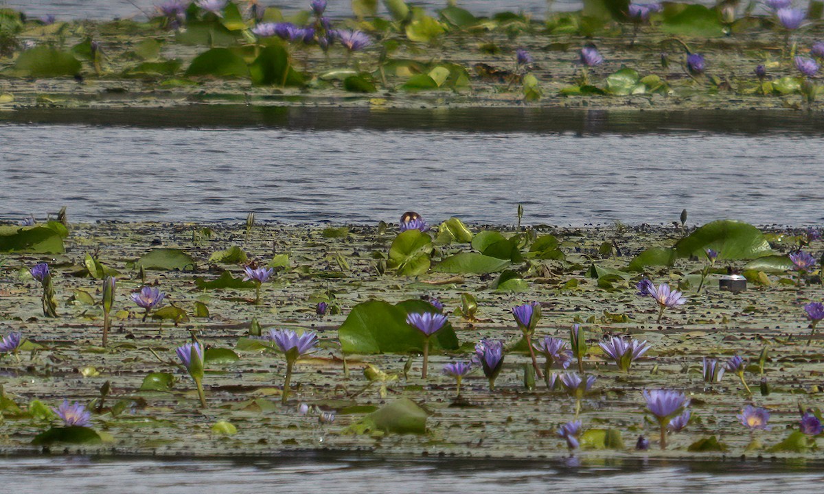 Lesser Jacana - ML640451087