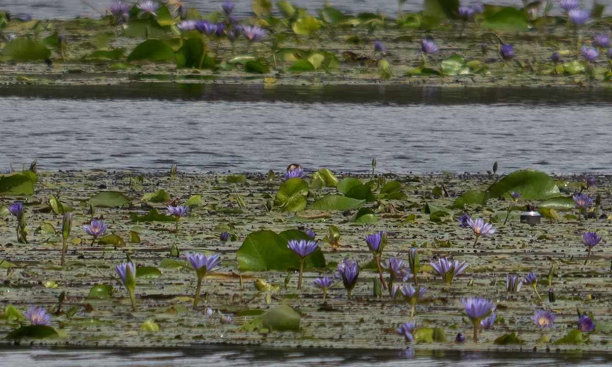 Lesser Jacana - ML640451088