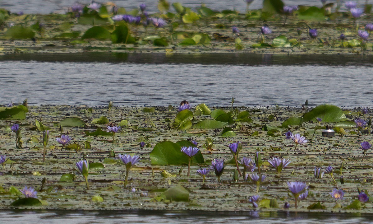 Lesser Jacana - ML640451089