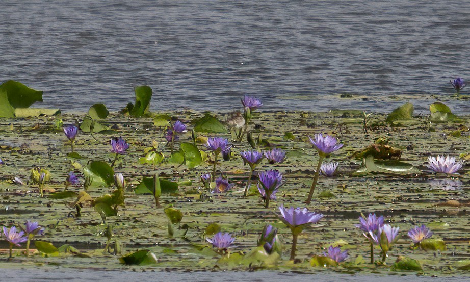 Lesser Jacana - ML640451090