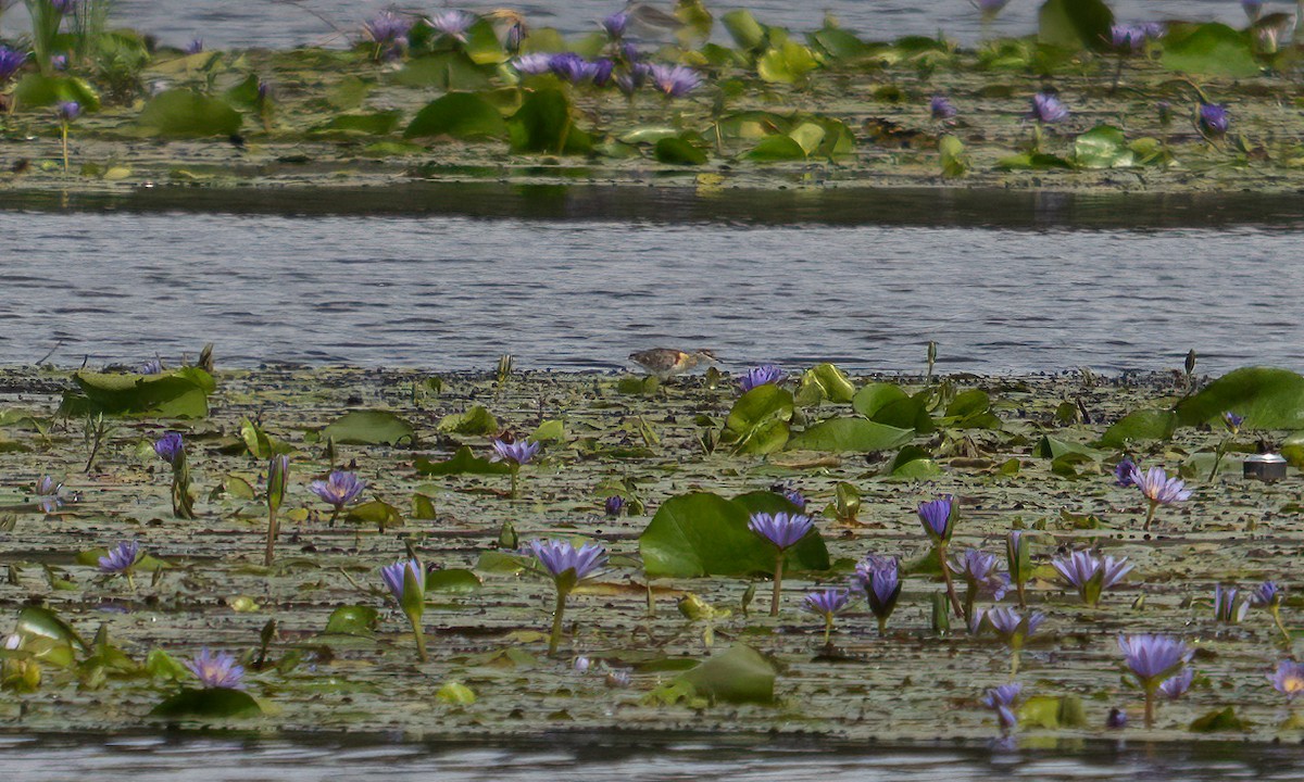 Lesser Jacana - ML640451091