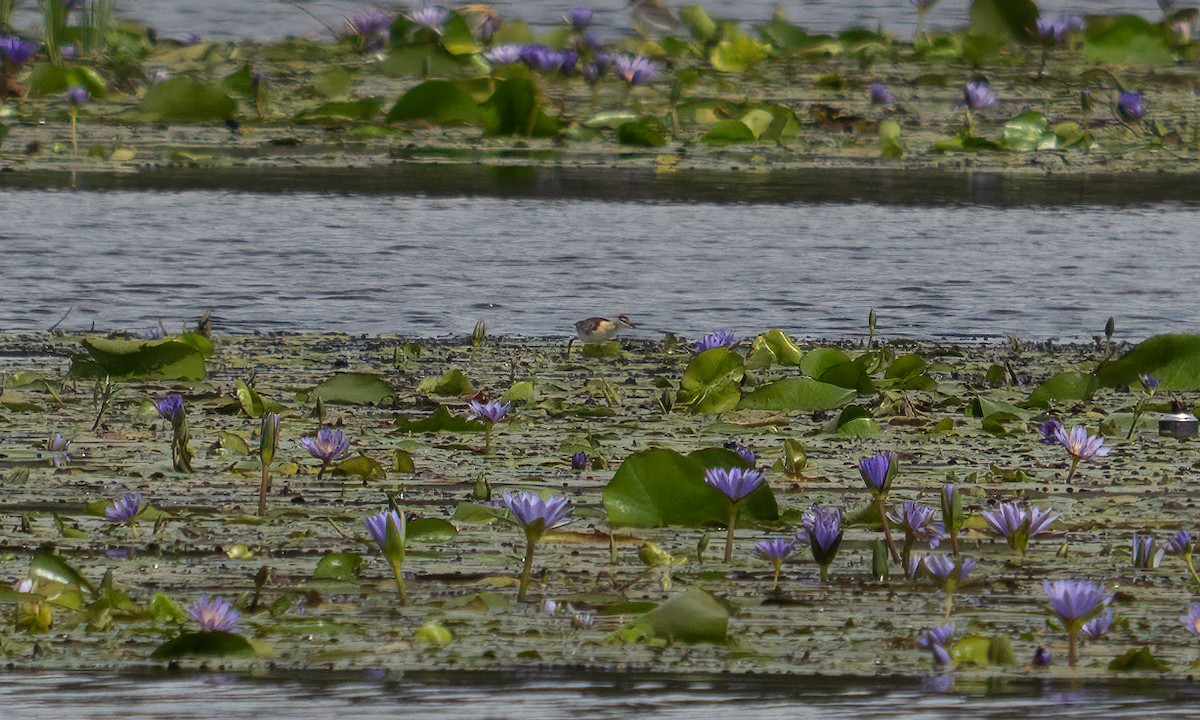 Lesser Jacana - ML640451092