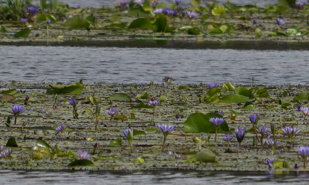 Lesser Jacana - ML640451093
