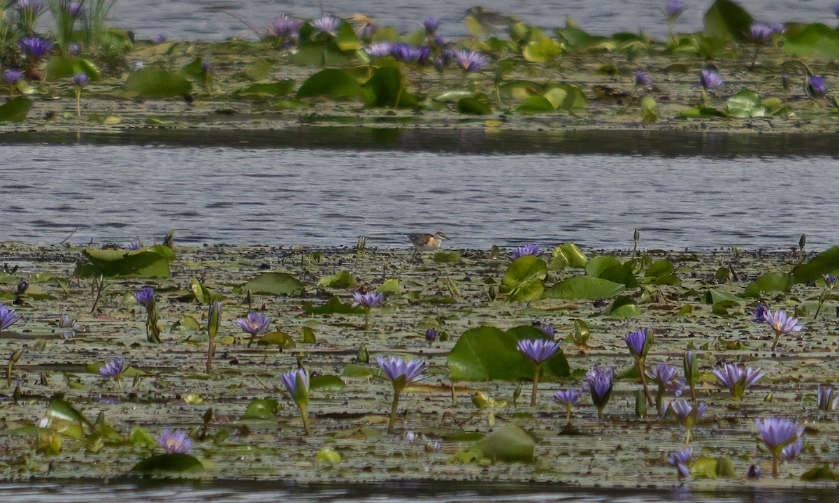 Lesser Jacana - ML640451094