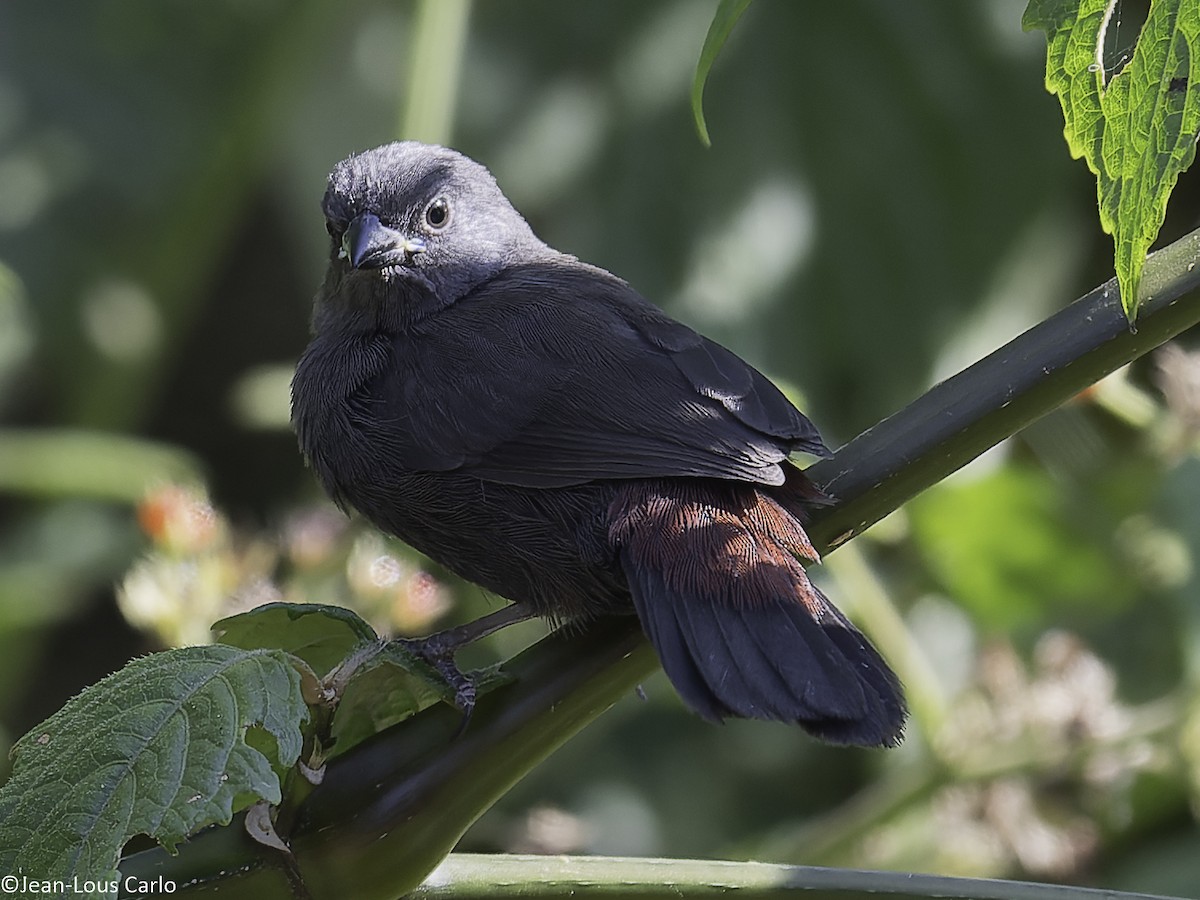 African Firefinch - ML640451096