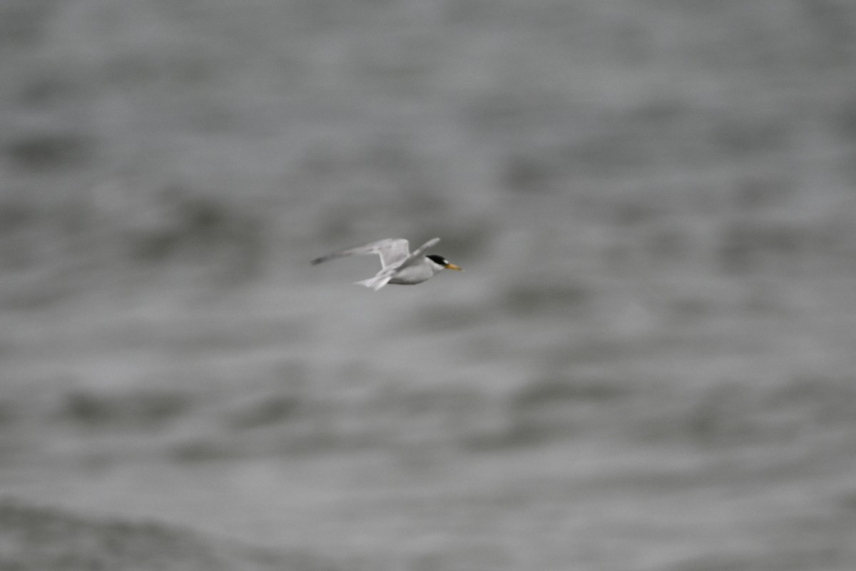 Least Tern - ML640451160