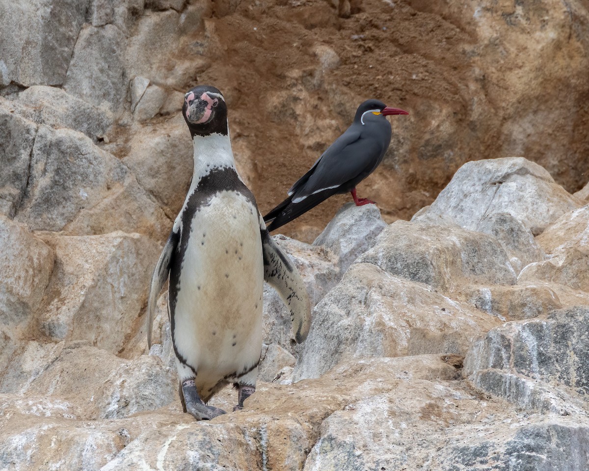 Humboldt Penguin - ML640451168