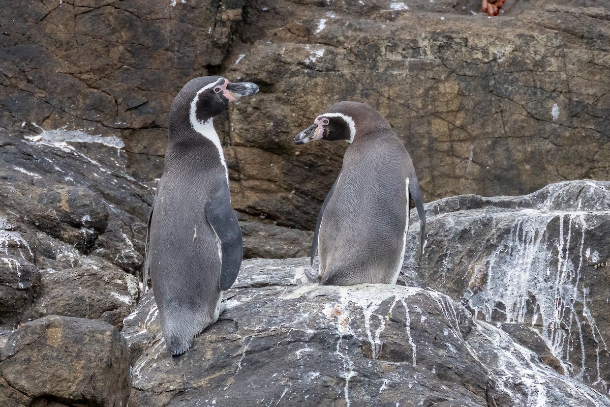 Humboldt Penguin - ML640451169