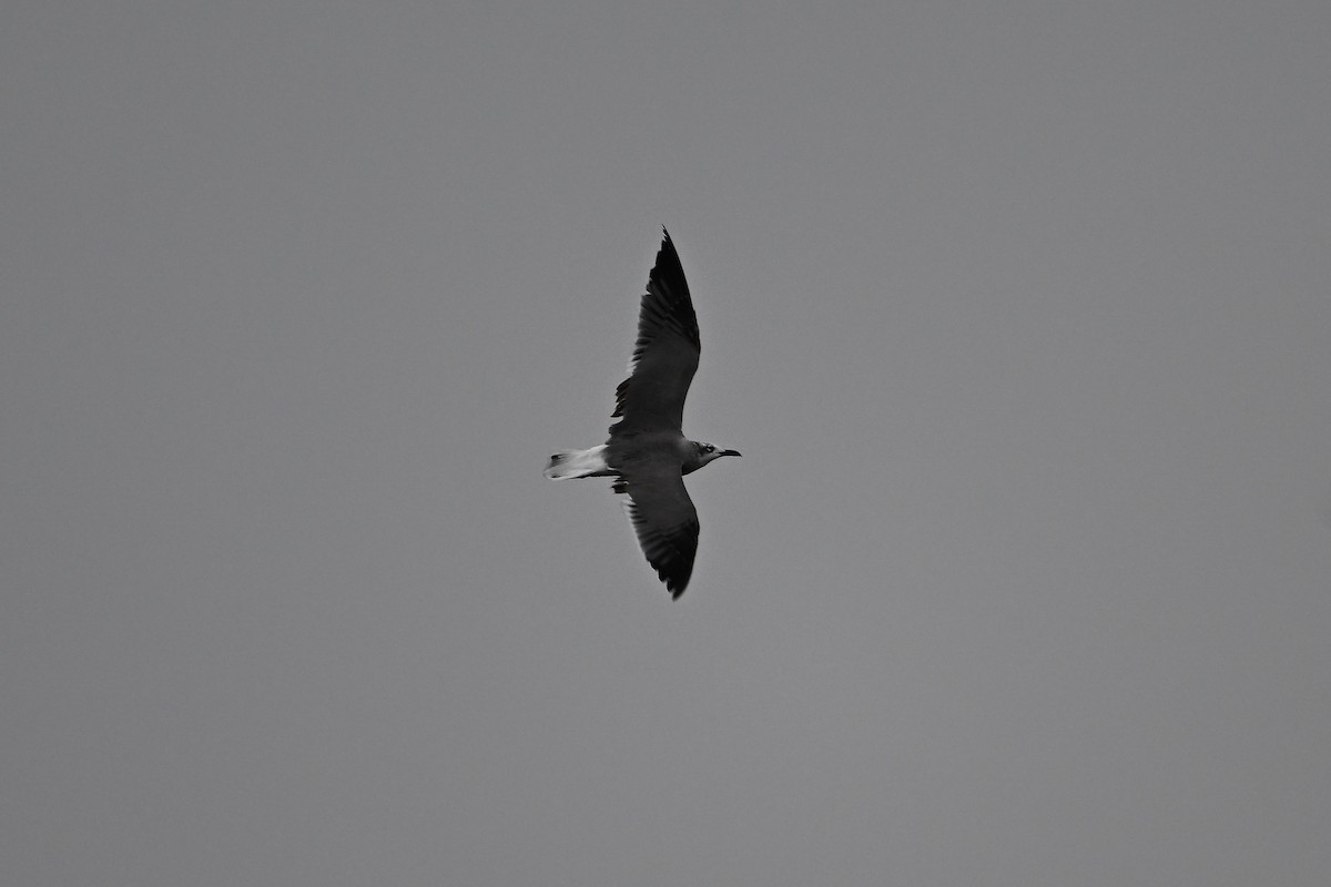 Laughing Gull - ML640451227