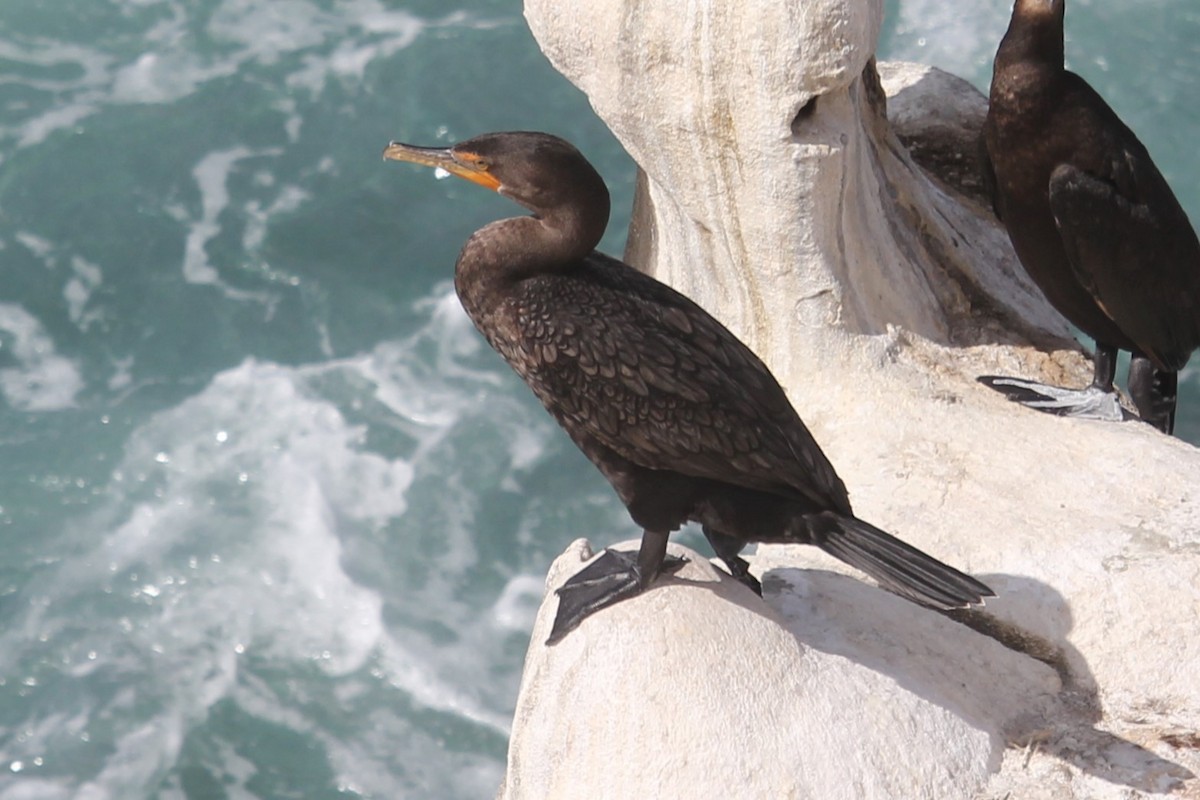 Double-crested Cormorant - ML640451289