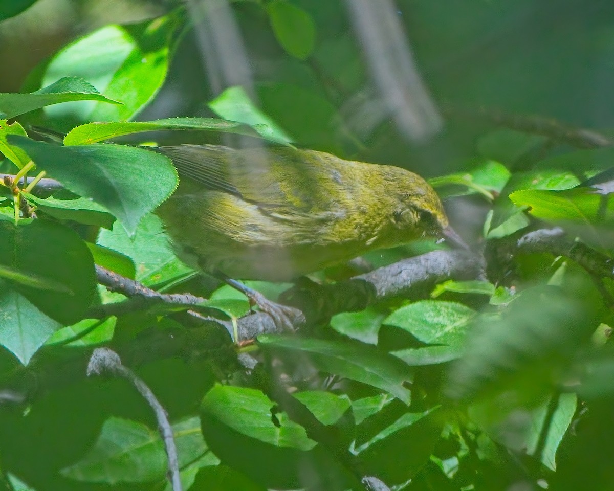 Tennessee Warbler - ML640451318