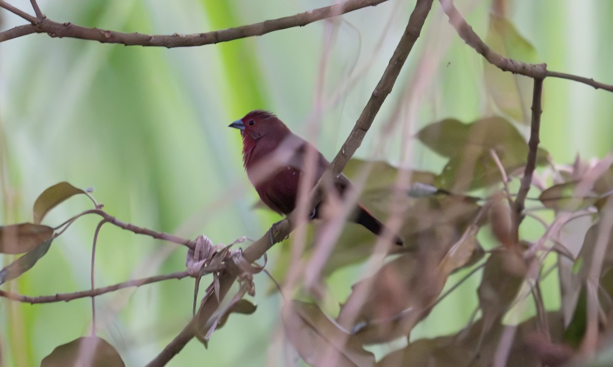African Firefinch - ML640451334