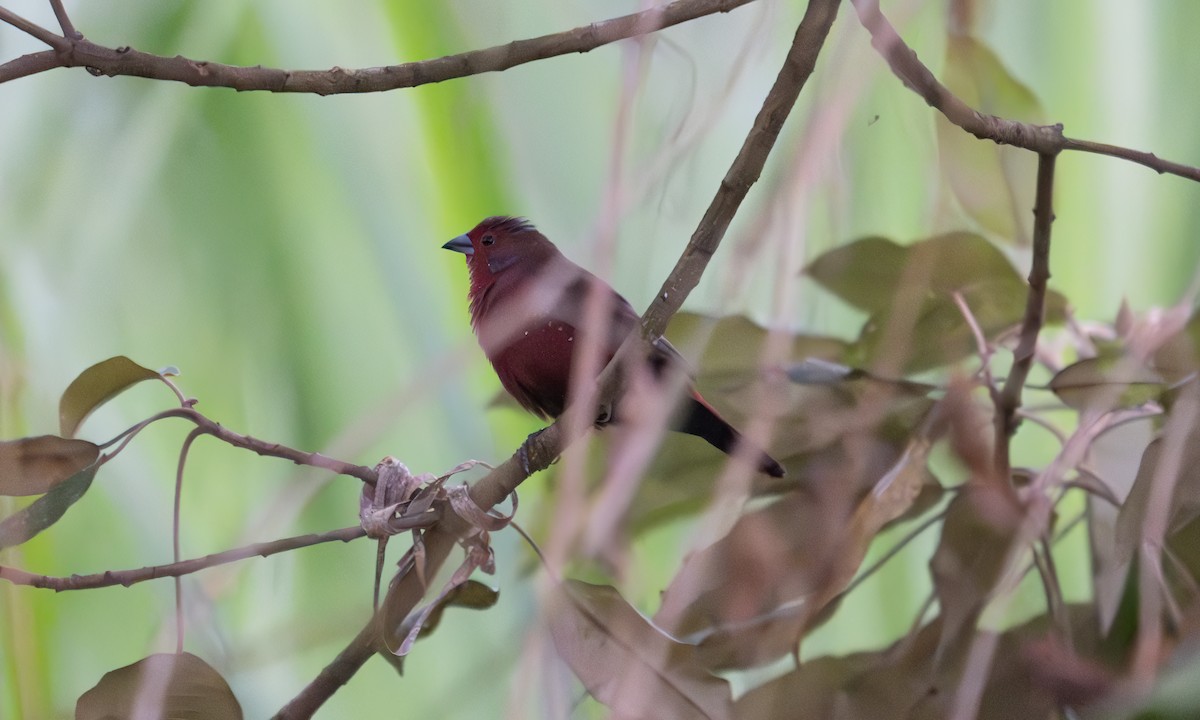 African Firefinch - ML640451335